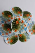Orange blossom